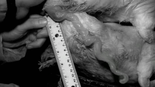 Animal Sex Is Wild • Mom Calls Cops On 6-Year-Old Daughter